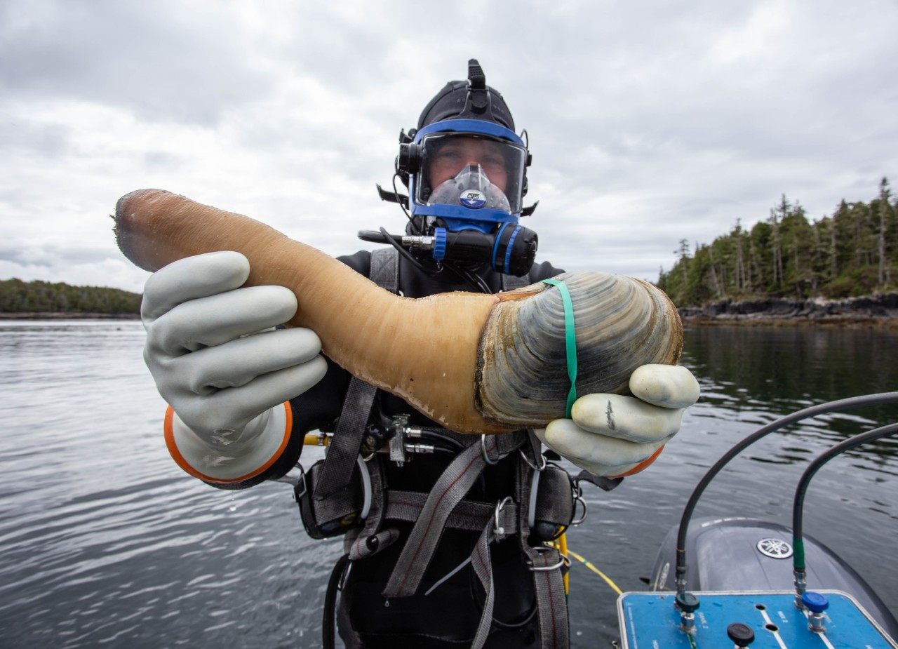Geoduck from Canada Geoduck from Canada
